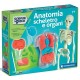 CLEMENTONI 19414 ANATOMIA SCHELETRO E