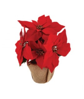 STELLA NATALE VELLUTO H35 C/JUTA 104267