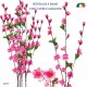 RAMO CON FIORI ROSA BS.4 RAMI G91017