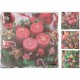 TOVAGLIOLI NATALE CM33X33 16PZ 602500560