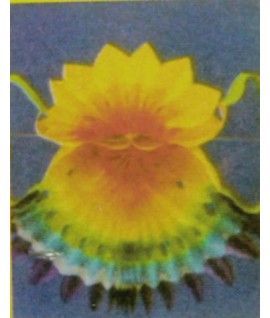 FESTONE VENTAGLIO MT.5,5 GIVI