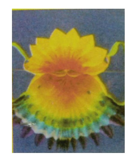 FESTONE VENTAGLIO MT.5,5 GIVI